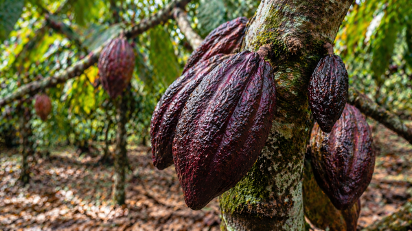 Cacao